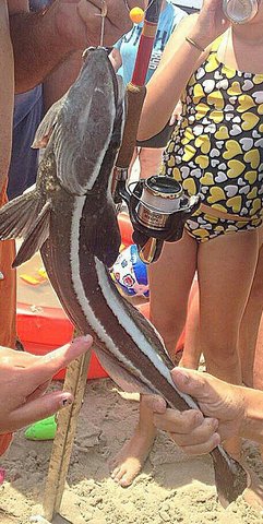 remora in surf remora, delaware surf fishing,