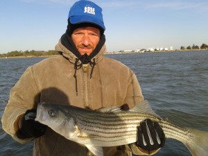DSF with a keeper striped bass delaware surf fishing, indian river inlet, striped bass, live eels