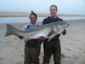 Delaware pending state record striped bass 52 pounds Ben Smith record striped bass in delaware, striped bass record, Delware state striped bass record