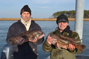 Tautog with Captain Chuck Cook tautog, toggin, tog, delaware surf fishing, first light charters