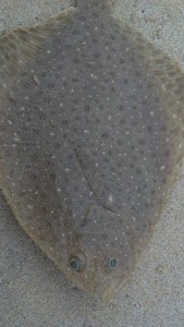 Kristen winter flounder winter flounder, window pane, delaware surf fishing, delaware seashore state park