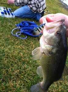 large mouth bass by Alan Rosenberger large mouth bass, delaware surf fishing, freshwater fishing