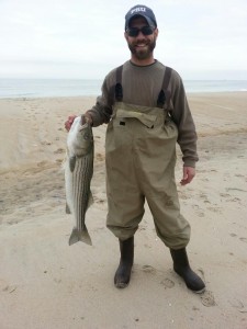 striper in surf striped bass, delaware surf fishing