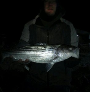 Striped Bass photo by Vic Minio striped bass, bubble gum beach, delaware seashore state park, delaware surf fishing