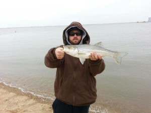 striped bass, DSF, Delaware surf fishing, reedy point bridge, route 9, delaware bay, delaware river
