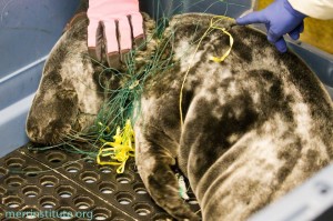 seal rescue, MERR institute, Shamrock the seal, animal strandings, Marine Mammal Stranding Center in Brigantine, NJ,