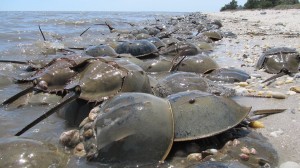 tagged horseshoe crabs, migration of crabs, pickering beach, delaware bay, DSF, delaware surf fishing