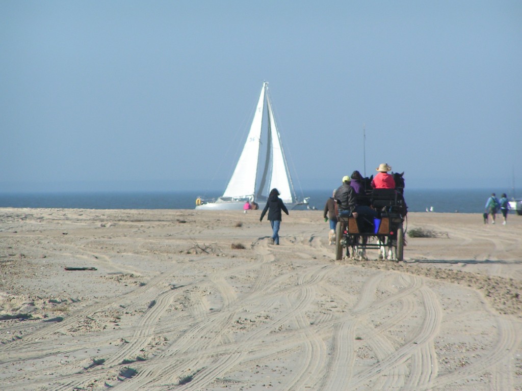 the point, cape henlopen state park, dsf, delaware surf fishing, horse and carraige on bach, sailing in delaware