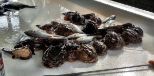 oyster crackers, toadfish, inner wall, outer wall, headboats in Lewes, charter boats, dsf, delaware surffishing