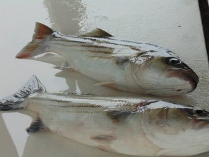 striped bass slot fisshing, delware bay, outer wall , inner wall, dsf, delaware surf fishing, lewes harbor marina