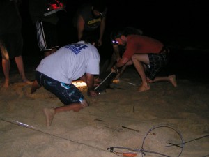 sandbar shark, fishing for sharks from the surf in Delaware