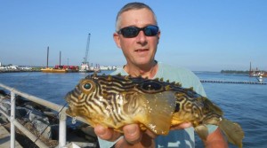 Burr fish, IRI, indian river inlet, rocks fishing, southside rail