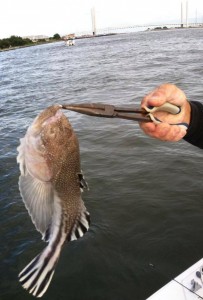 stargazer, indian river bay, boat fishing indelware, DSF, delaware surf fishing