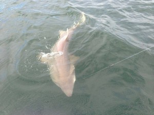 sand tiger shark, dsf, lewes delaware, prohibited sharks, shark fishing