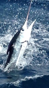 White Marlin ..., Caught by Robert Klerlein on the No Quarter Sportfishing .. not during the open