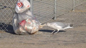 sea gulls, trash, littering, indian river inlet, IRI