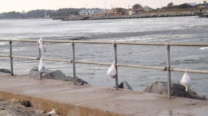 Trash bags tied to the rail at Indian River Inlet
