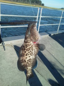 gag grouper, masseys landing, bloodworms, fishbites, berkeley gulp