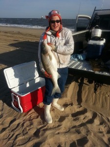 striped bass, linesider, rockfish, cape henlopen state park, atlantic fish, the point, bunker chunks