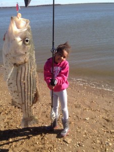 Dobbinsville, striped bass, fall run, delaware river, dsf, atlantic ocean fish,