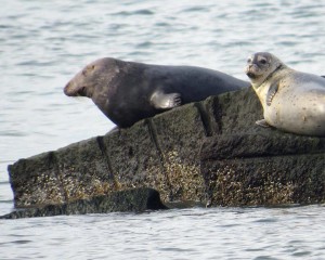 grey seal, harbor seal, haystacks, outer wall, iner wall, safe refuge harbor, cape henlopen