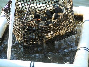 DNREC, shellfish aquaculture, center for the inland bays, Division of Fish and Wildlife, oyster farming, clam farming, dover, pilot town rd