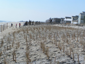 beach grass, dune revitalization, dune replenishment, delaware seashore state park, bethany beach, dewey beach, fenwick island, rehoboth beach