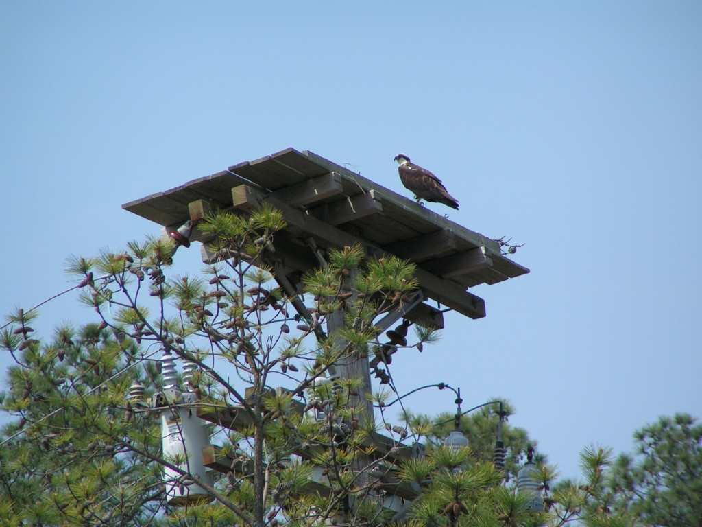 osprey, nesting platform, DNREC, birds of prey, raptors