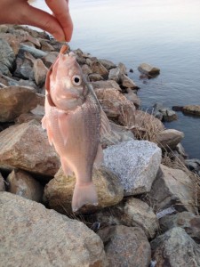 white perch, c&d canal, delaware river,