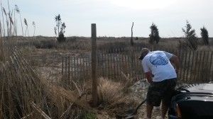 Beach Plum Island State Park, snow fences, dune building, pole setting, beach clean up