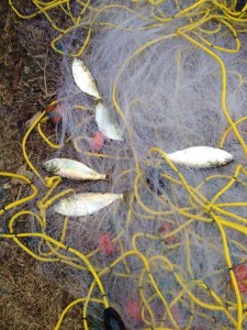bunker, menhaden, atlantic fish, gill nets, fresh bait, port penn bait and tackle
