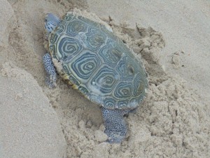 diamond back terrapin, DBT, , Delaware Council of Wildlife Rehabilitation and Education, sea turtles, atlantic ocean,