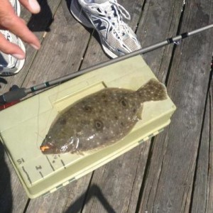summer flounder regulations, cape henlopen pier, fluke, ricks bait and tackle, lewes harbor marina, old inlet bait and tackle, hookem and cookem,