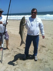 bluefish, south bethany beach drive on access, surf fishing, atalantic ocean fish, migratory fish, predatory fish, gator blues,