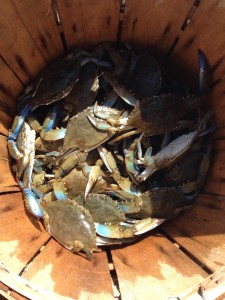 blue claw crabs, steamed crabs, crabbing, crab pots, chicken lining, inland bays, the crabhouse, the crab barn, crab claw, soft shell crabs, peeler crabs