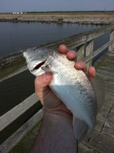 atlantic croaker, port mahon fishing pier, delaware bay,