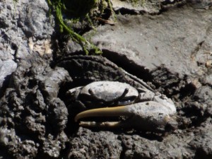 fiddlr crab, lewes canal, lewes harbor marina, crustaceans of the east coast, land crab,