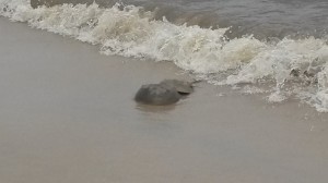 horseshoe crabs, spawning season, delaware bay beaches, beach plum island, ricks bait and tackle, old inlet bait and tackle, Bills Sport Shop, Striper King Gear, Delaware fisherwoman, bretheren of the coast