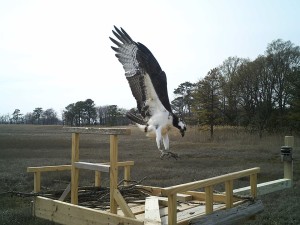 DeNest - "The Osprey Project", nest platfroms, outdoors delaware, outdoors delmarva, slaughter beach, birds of prey, Mac Davis, raptors,