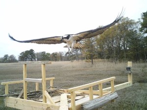 DE nest osprey project, raptors of delaware, slaughter beach, delaware wildlands, marsh predators, living fish finder