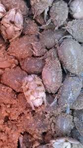 sand fleas, mole crabs, beach plum island, bills sport shop, old inlet bait and tackle, ricks bait andtackle, bretheren of the coast, delaware fisherwoman, surf fishing, delaware beaches, state parks, atatlantic crabs, fishing bait, atlantic crustaceans