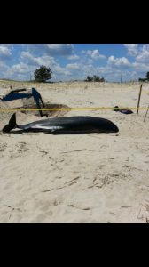 pygmy sperm whale, stranded marine life, beached whale, delaware seashore state park