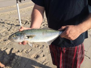 bluefish, surff fishing, gator blues, atlantic ocean fish, coin beach, delaware seashore state park, old inlet bait and tackle,