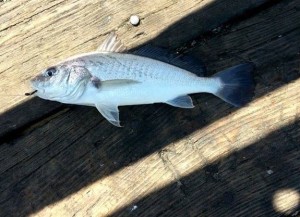 atlantic croaker, port mahon fishing pier, delaware bay fishing, dover delaware, master baiters bait and tackle, delaware fisherwoman, upper delaware bay, hardheads, lewes harbor marina