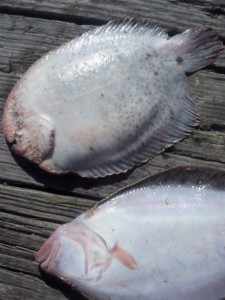 hog chker, atalantic fish, marsh fish, sole