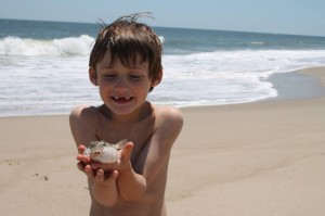 puffer fish, blowfish, atlantic fish,
