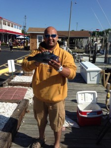 sea bass, atlantic fish, lewes harbor marina, knothead