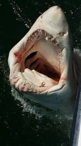 sandtiger shark, prohibited sharks in Delaware,