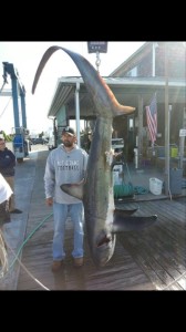 thresher shark, atlantic sharks, delaware family fishing