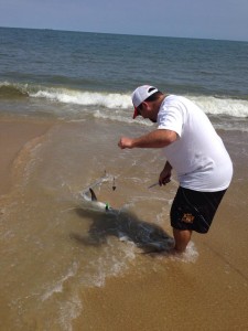 thresher sharks, atlantic fish, cape henlopen state park,